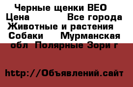 Черные щенки ВЕО › Цена ­ 5 000 - Все города Животные и растения » Собаки   . Мурманская обл.,Полярные Зори г.